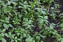 Circaea canadensis quadrisulcata