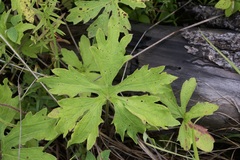 Anemonastrum canadense