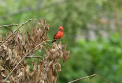 Pyrocephalus rubinus