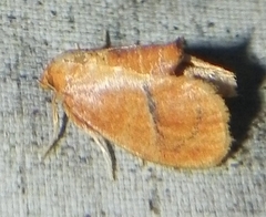 Lithacodes fiskeanus