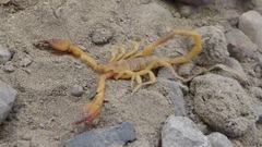 Hemiscorpius acanthocercus