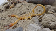 Hemiscorpius acanthocercus