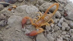 Hemiscorpius acanthocercus