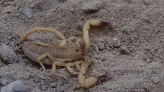 Hemiscorpius acanthocercus