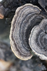 Gloeophyllum sepiarium