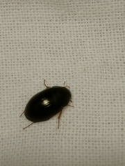 Coleoptera