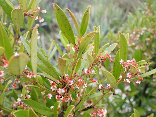 Mountain saffron (Cassine parvifolia)