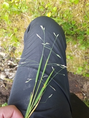 Vahlodea atropurpurea