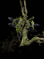 Rhionaeschna planaltica