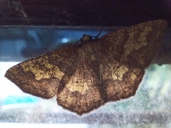 Periclina merana