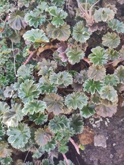 Alchemilla orbiculata