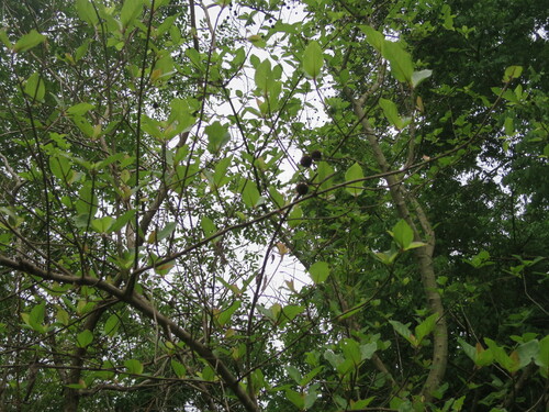 Image of Mitragyna inermis by no rights reserved