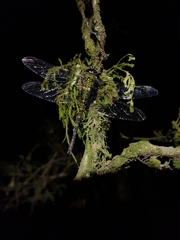 Rhionaeschna planaltica