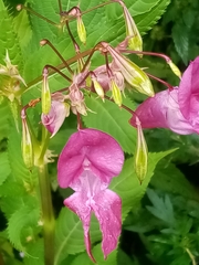 Impatiens glandulifera