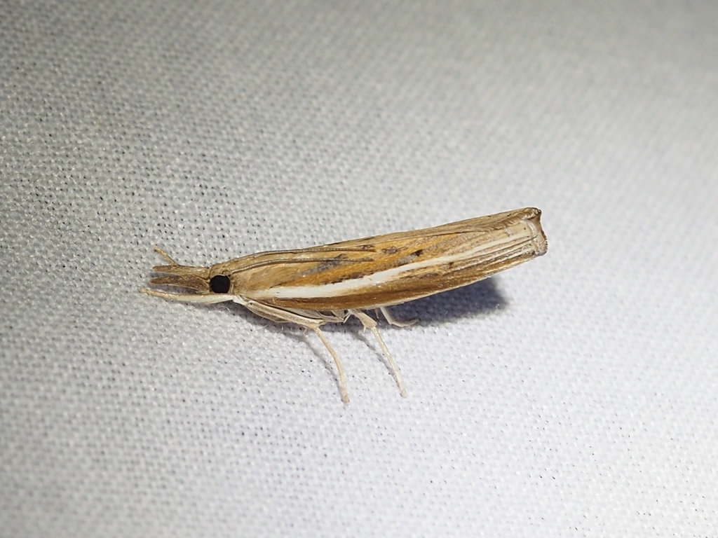 Profane Grass-veneer