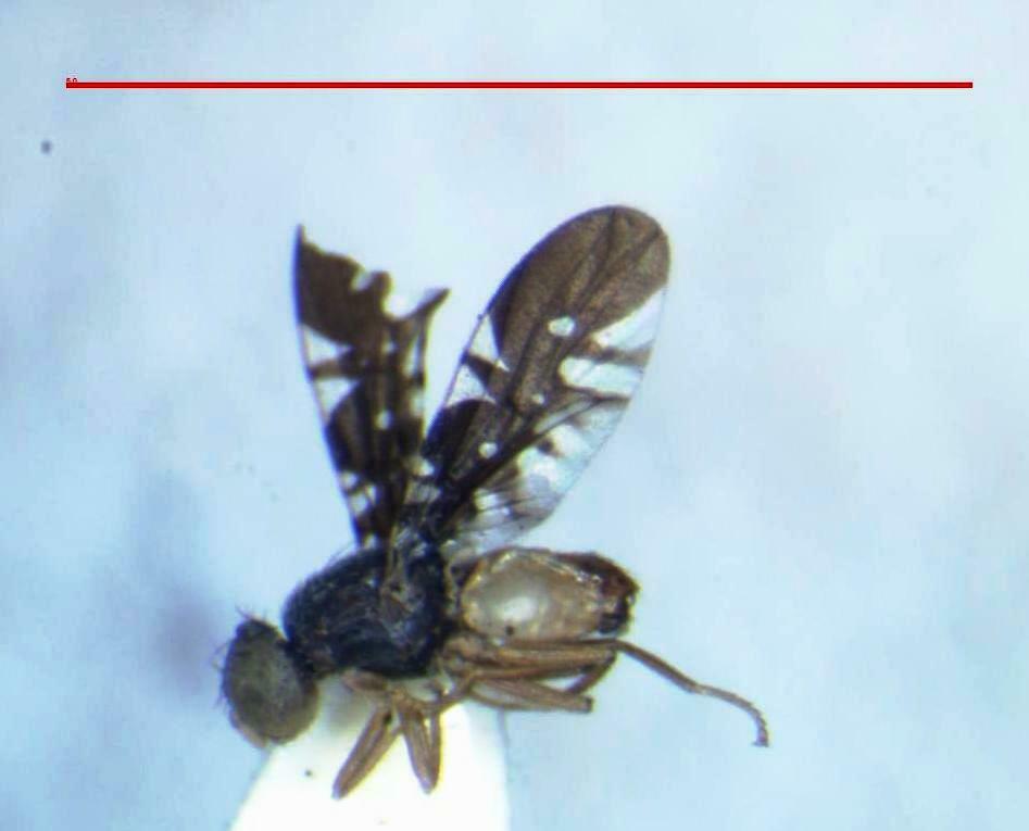 Xanthaciura chrysura