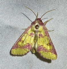 Psectrotarsia suavis