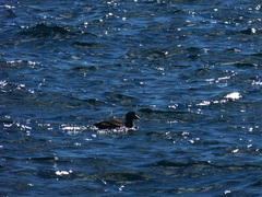 Somateria mollissima