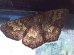 Periclina merana