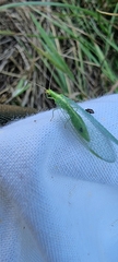 Chrysoperla carnea