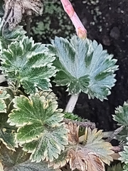 Alchemilla orbiculata