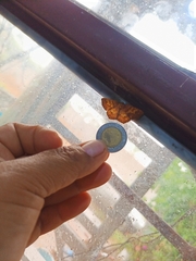 Periclina merana