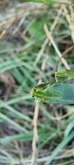 Chrysoperla carnea