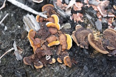 Gloeophyllum sepiarium