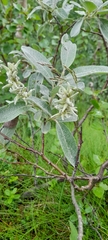 Salix lapponum