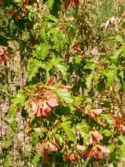 Acer tataricum