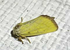 Azenia obtusa