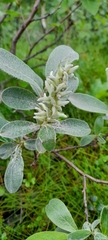 Salix lapponum