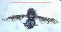 Megalaemyia punctulata