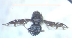 Megalaemyia punctulata