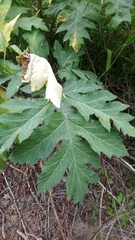 Heracleum dissectum