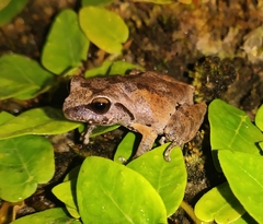 Coonoor Bush Frog photo 5