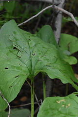 Brunnera sibirica