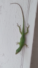 Anolis carolinensis