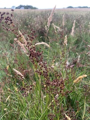 Juncus acutiflorus