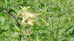 Pseudomonas