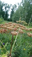 Heracleum dissectum