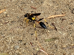 Sceliphron caementarium