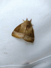 Dirphiopsis wanderbilti