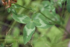 Trifolium pratense