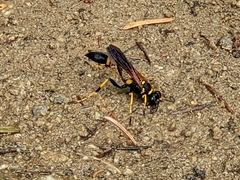 Sceliphron caementarium