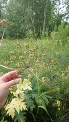 Heracleum dissectum