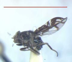 Megalaemyia punctulata