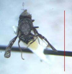 Megalaemyia punctulata