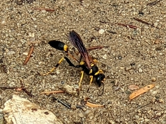 Sceliphron caementarium