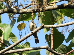 Iole viridescens cinnamomeoventris
